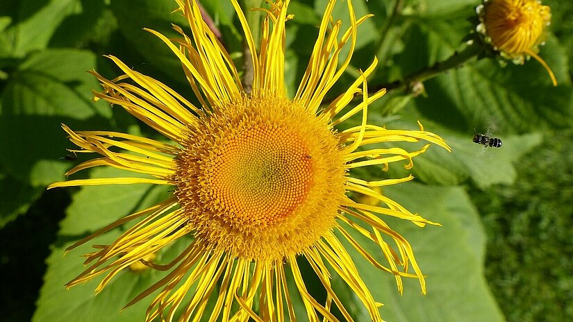 Alant_Inula helenium