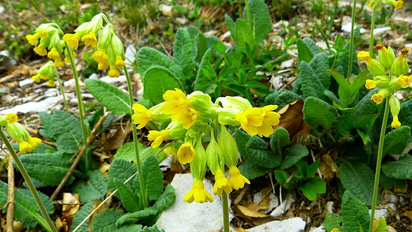 Wiesenschlüsselblume Primula veris 