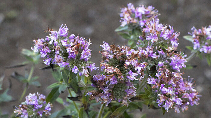 Amerikanische Bergminze - Pycnanthemum pilosum