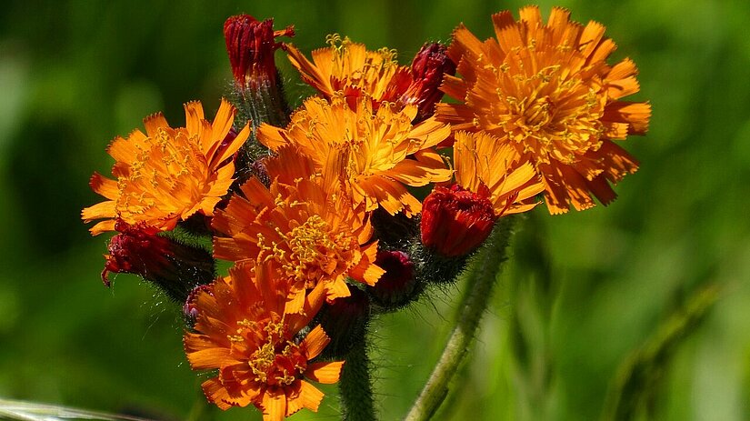 Orangerotes Habichskraut - Hieracium aurantiacum