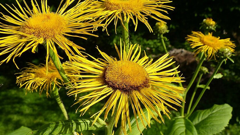 Alant_Inula helenium