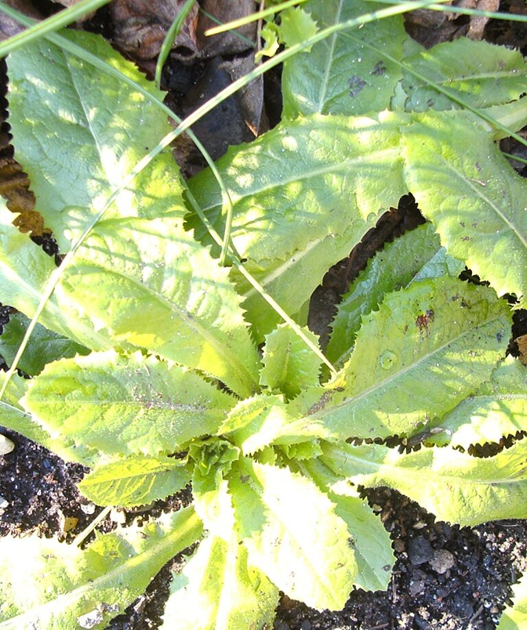 Lactuca virosa