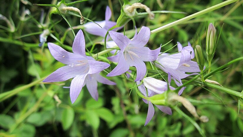 Rapunzel Glockenblume_Campanula rapunculus