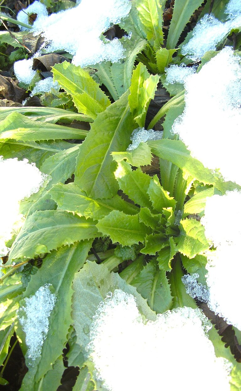 Lactuca virosa