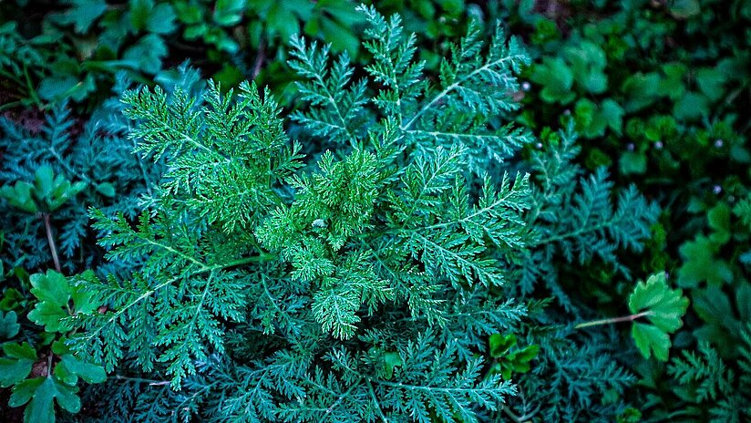 Beifuß, einjaehriger, Sweet Anni_Artemisia annua