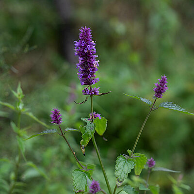 Anis Ysop, Lavander Haze