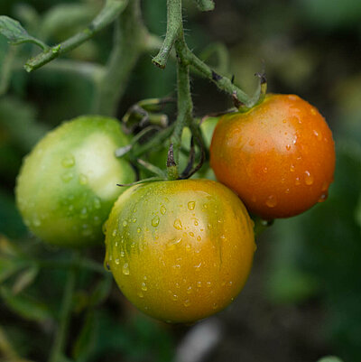 Salattomate Lukullus