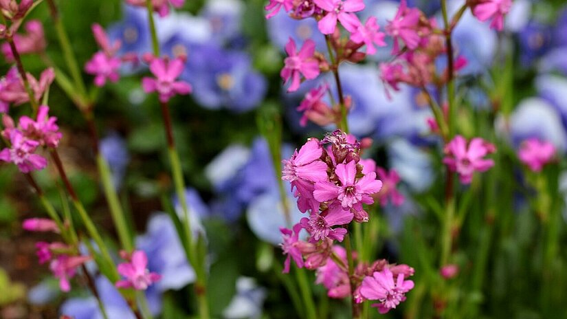 Pechnelke_Lychnis viscaria