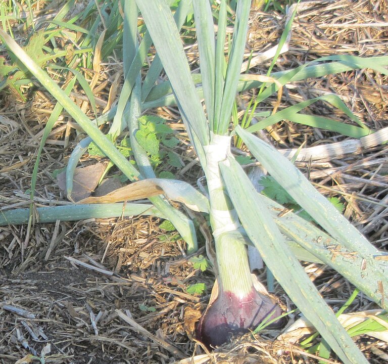 Frische Knoblauchernte jetzt bei Anek