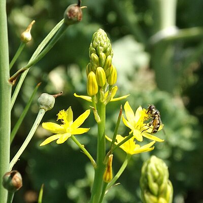 Bulbine