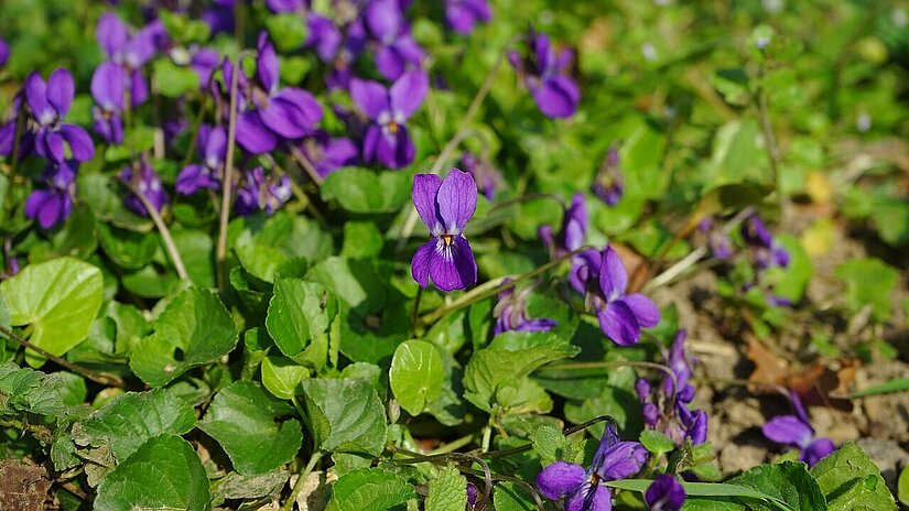 Duftveilchen_Viola odorata