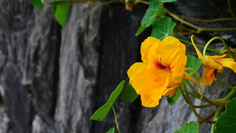  Kapuzinerkresse, gelb-orange - Trapaeolum majus